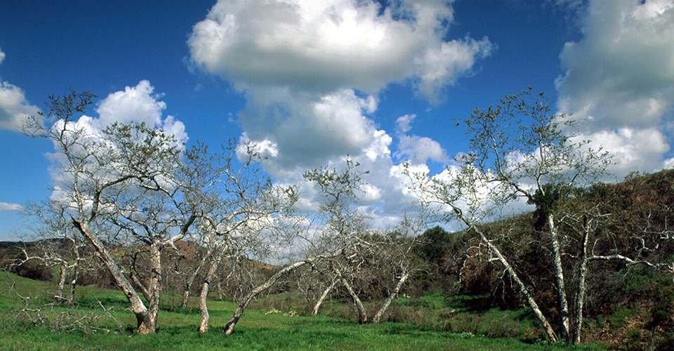 Irvine Ranch Conservancy Programs